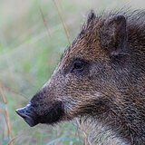 Wild boars